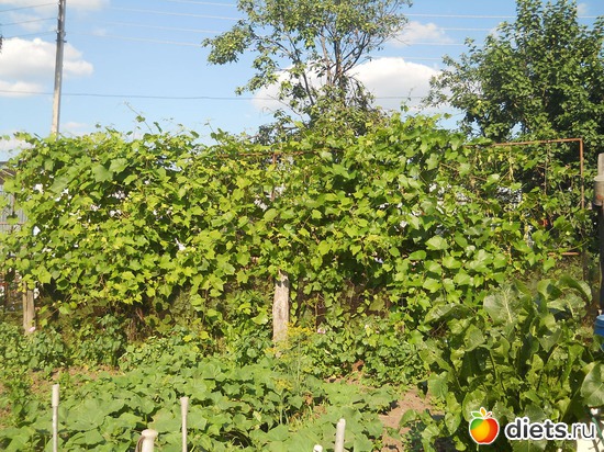 16 ����: ������