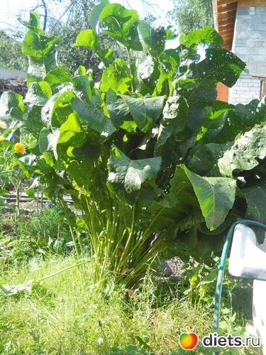 ����-�������, ������: ������