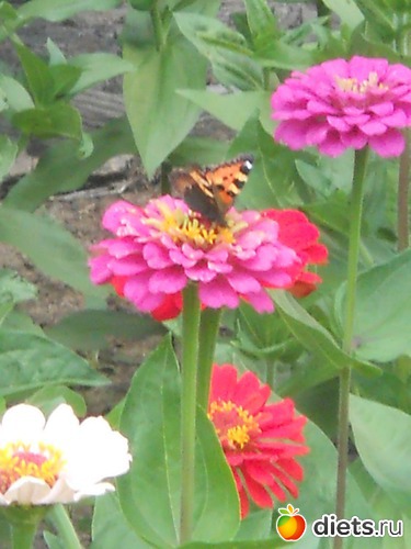 18 ����: ������