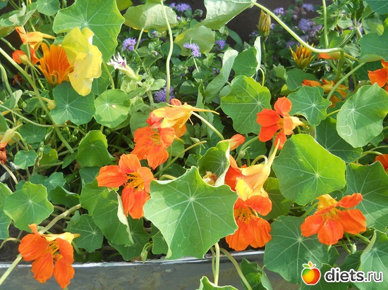 19 ����: ������