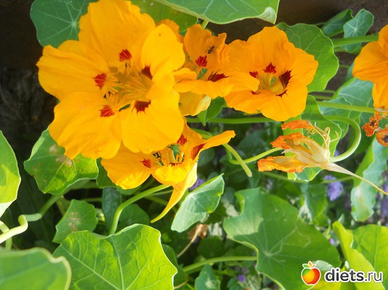 20 ����: ������