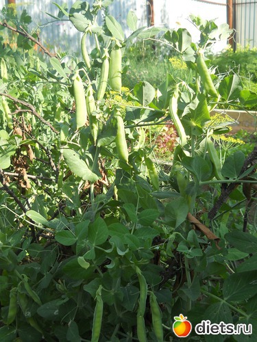 21 ����: ������