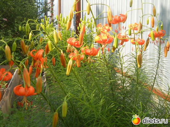 6 ����: ������