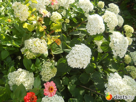 ���������, ������: ������