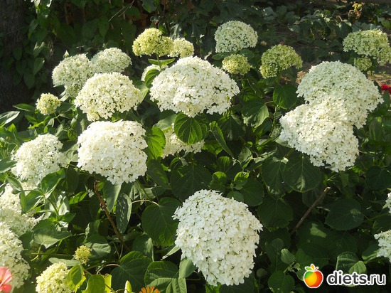 8 ����: ������