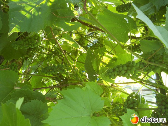 12 ����: ������