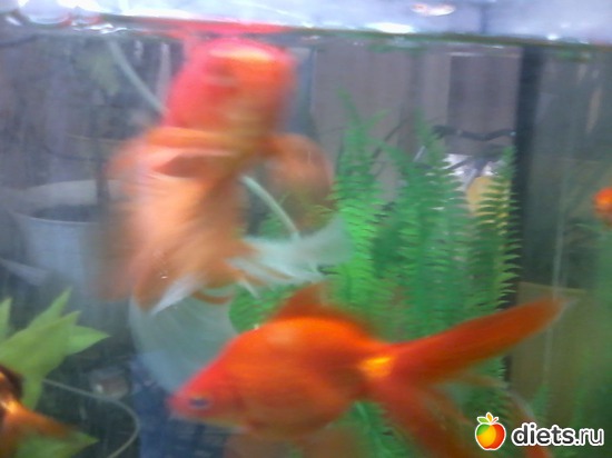 ����, ������: �� ������� ������