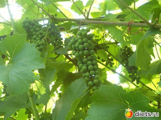 13 ����: ������