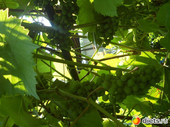 14 ����: ������