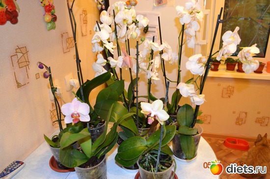 1 ����: ��� ���������