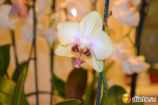 2 ����: ��� ���������