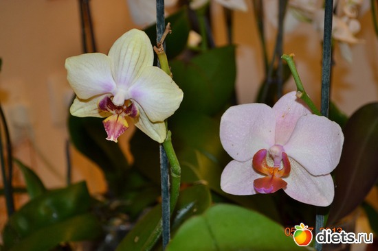 4 ����: ��� ���������