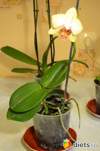 7 ����: ��� ���������