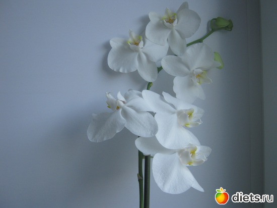 12 ����: ��������