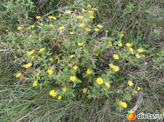 27 ����: �����