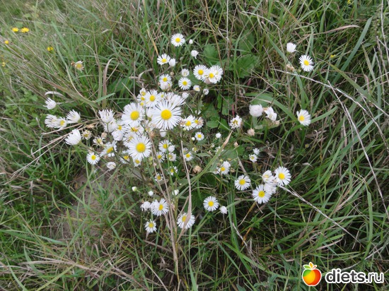 28 ����: �����