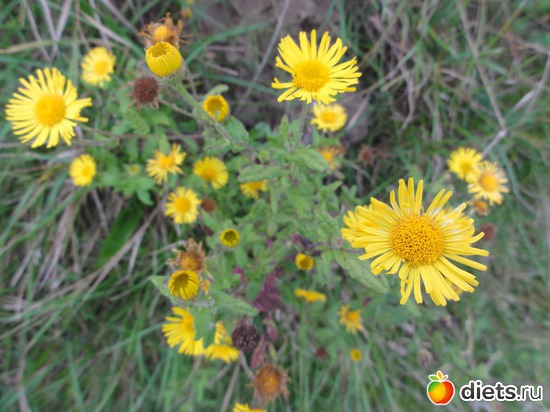 29 ����: �����