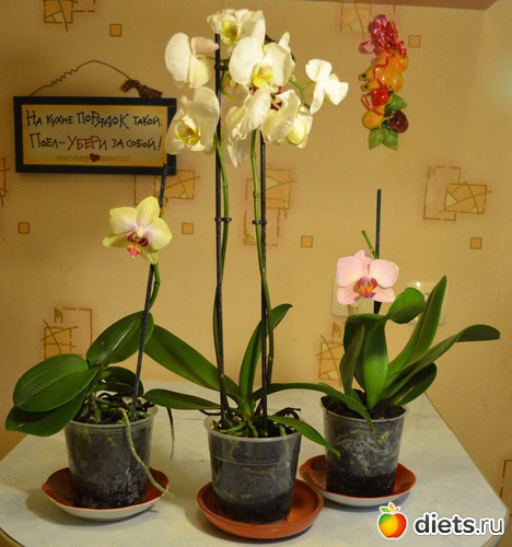 6 ����: ��� ���������