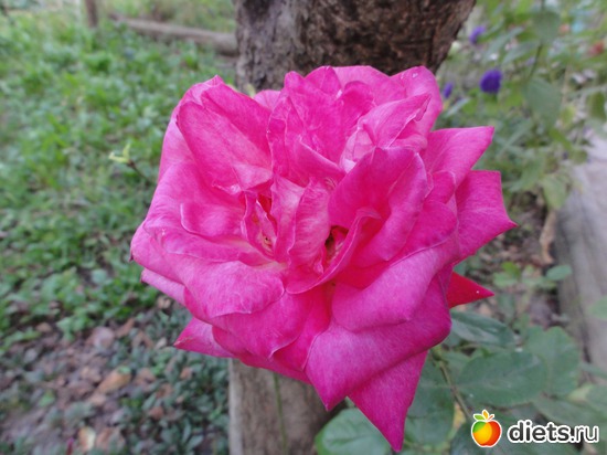 31 ����: �����