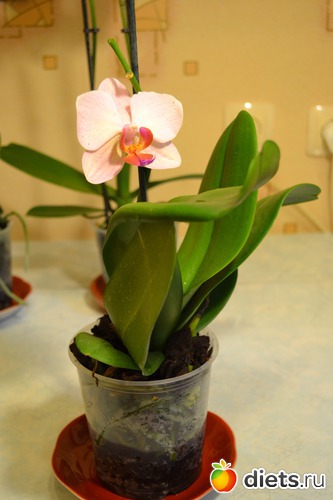 8 ����: ��� ���������