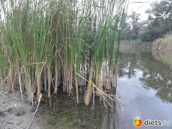 29 ����: �������