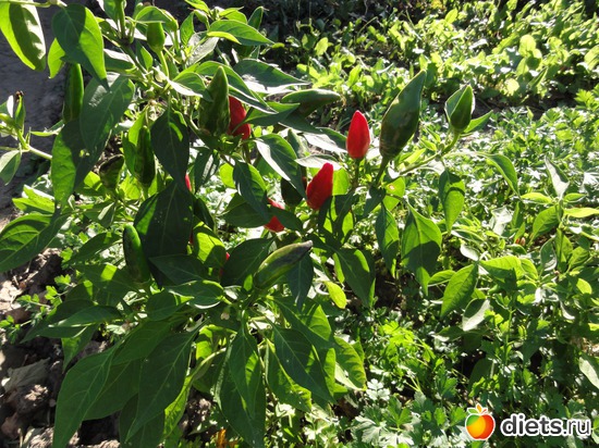 32 ����: �������