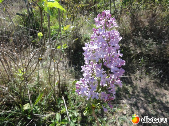 33 ����: �������