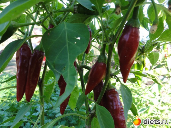 34 ����: �������