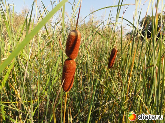 36 ����: �������