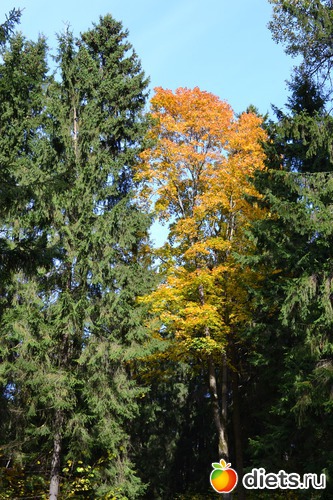 4 ����: �������