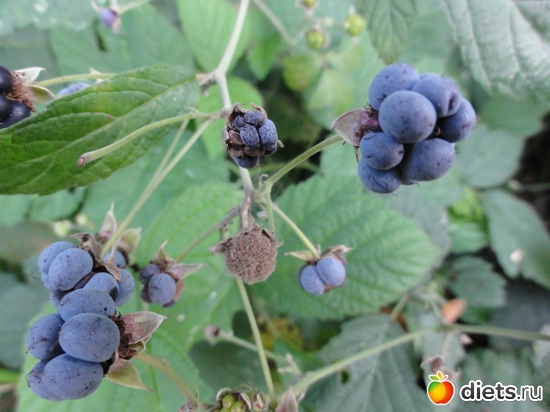 37 ����: �������