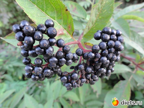 38 ����: �������