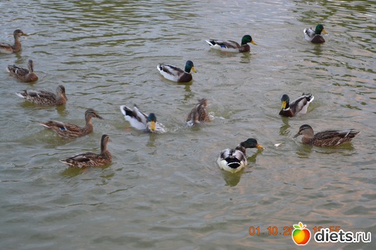 7 ����: �������