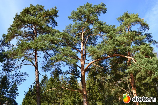 9 ����: �������