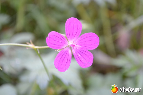 2 ����: �����