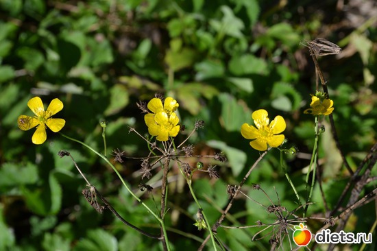 4 ����: �����