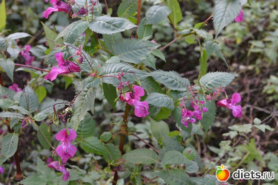 5 ����: �����