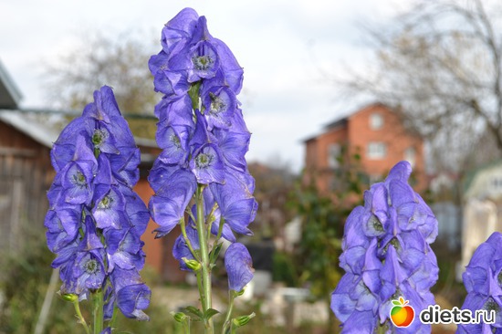 9 ����: �����