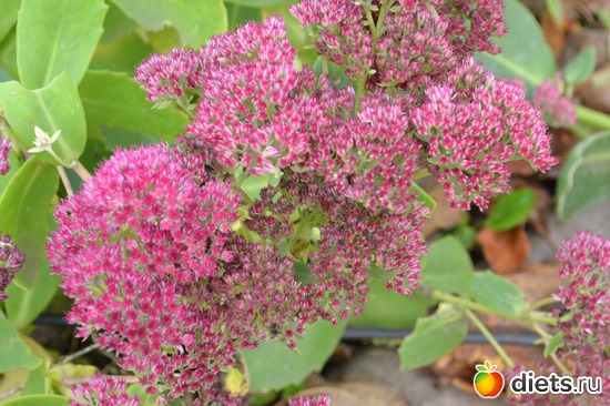 12 ����: �����