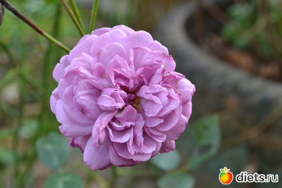 13 ����: �����