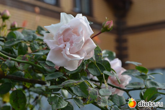 14 ����: �����