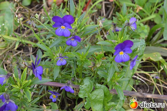 15 ����: �����