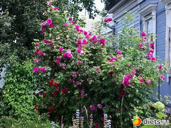 16 ����: �����