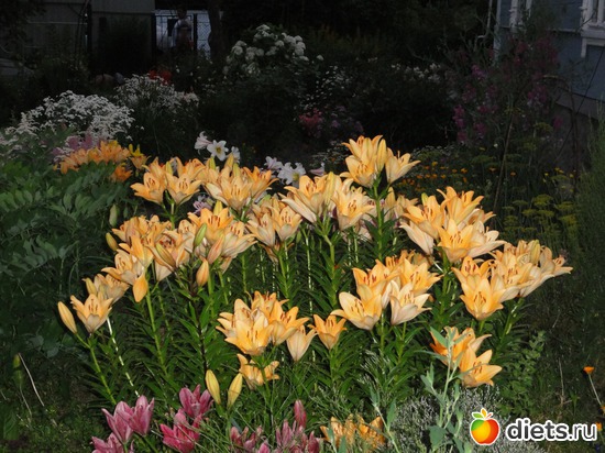 18 ����: �����