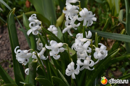 24 ����: �����