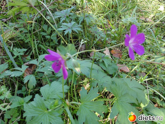 26 ����: �����