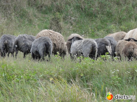 14 ����: �������