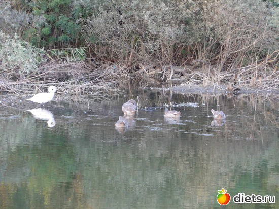 26 ����: �������