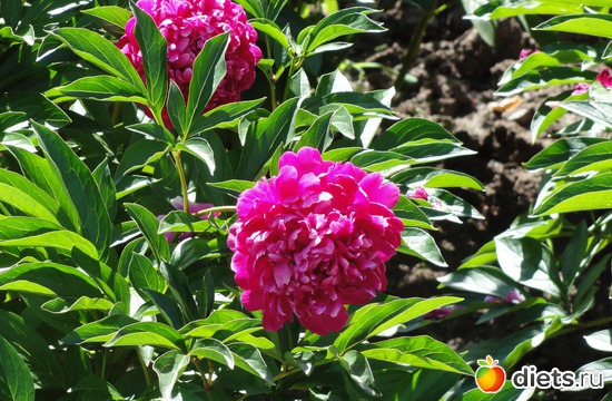 пион, альбом: Цветы разные