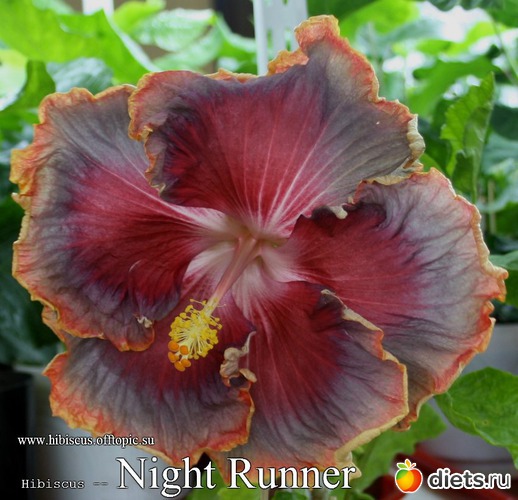 001 - Night Runner, : My Gibiskus Gallery - 2O13